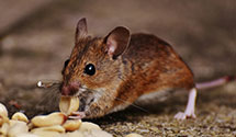 24 Hour & Emergency Exterminators in Spring Valley, WV